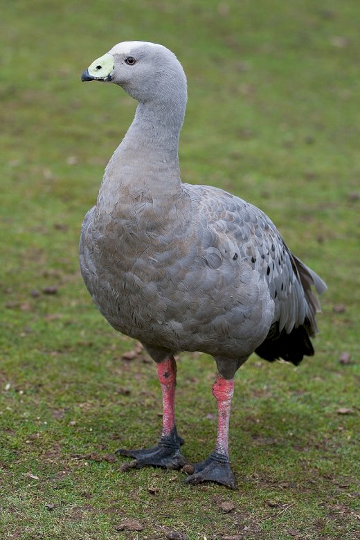 Cape Barren Goose quebra-cabeças online