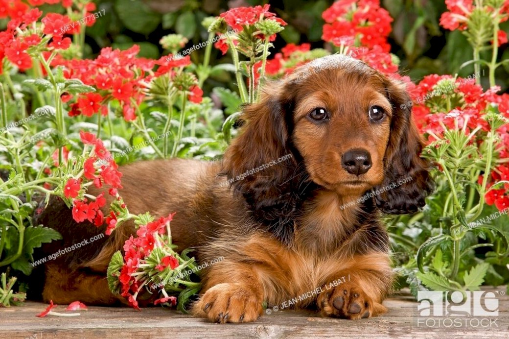 Long haired dachshund online puzzle
