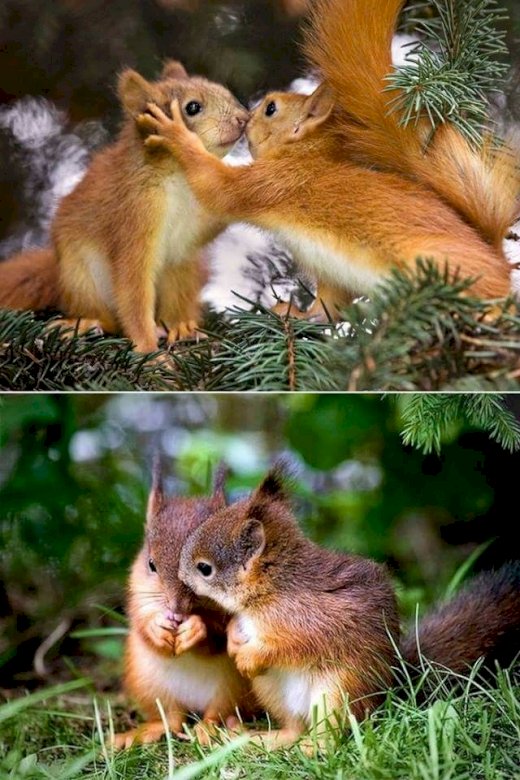 Couple d'écureuils puzzle en ligne