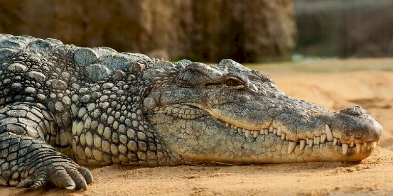 crocodilo quebra-cabeças online