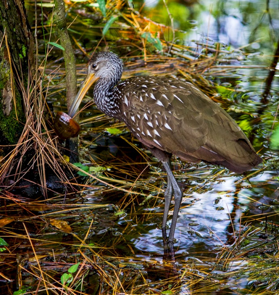 Limpkin with a large snail in jigsaw puzzle online