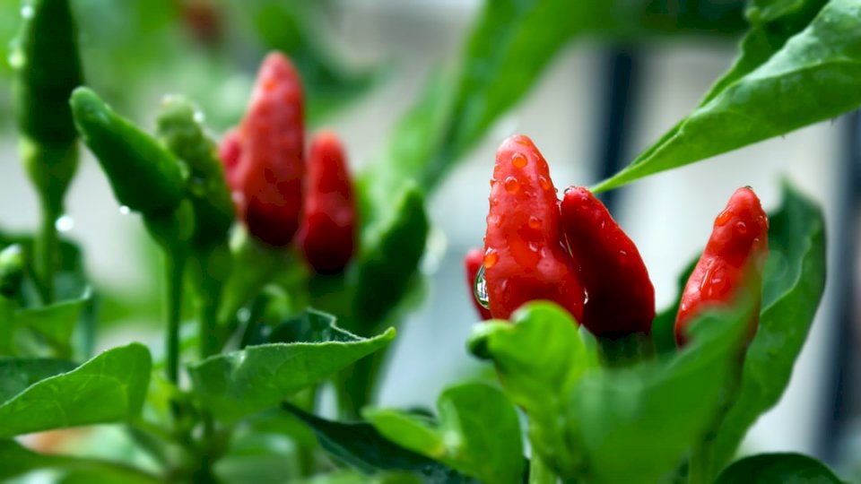 Red Hot Chillies jigsaw puzzle online
