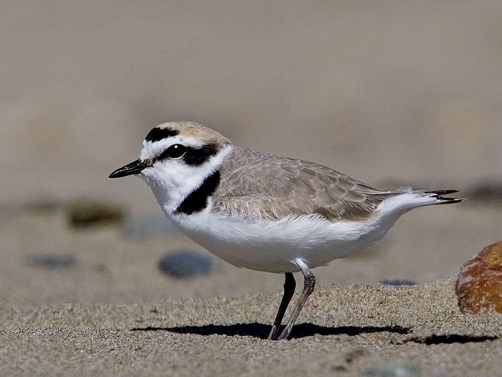 Sea Plover jigsaw puzzle online