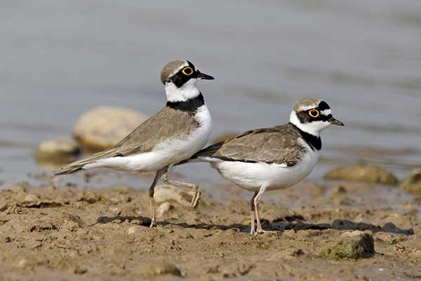 River Plover jigsaw puzzle online