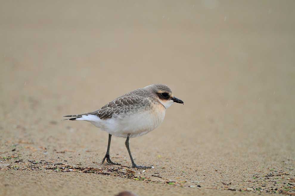 Mongolian plover jigsaw puzzle online