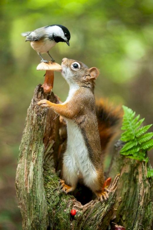 Eichhörnchen und Vogel Online-Puzzle