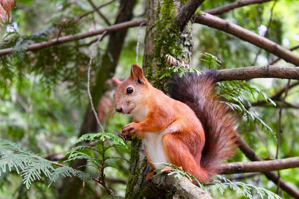 Eichhörnchen auf dem Baum Puzzlespiel online