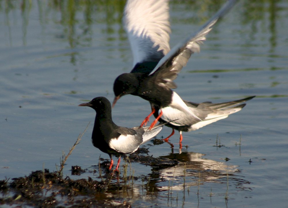 White-winged Tern jigsaw puzzle online