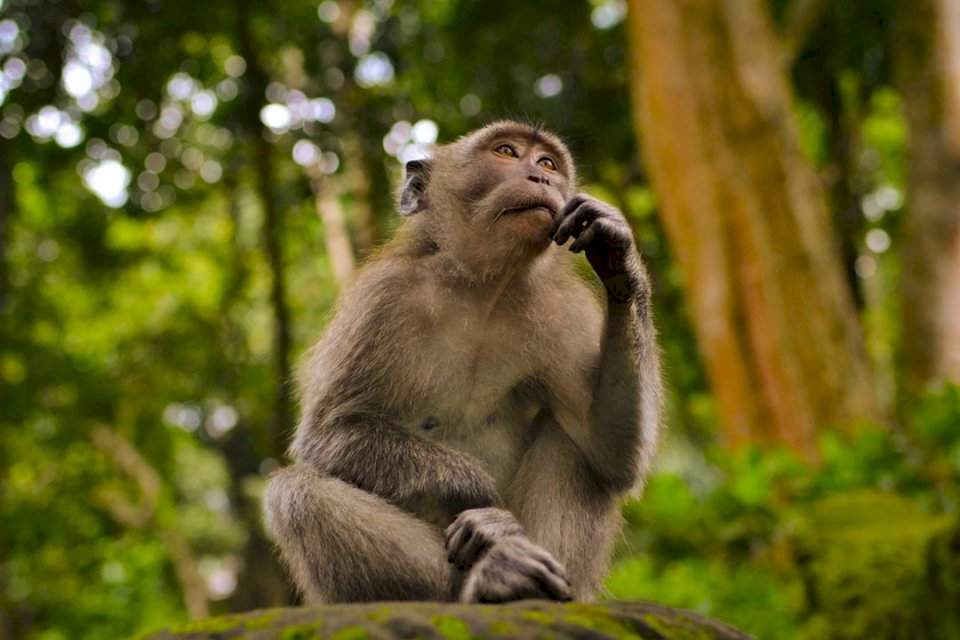 I shot this in Monkey Forest jigsaw puzzle online