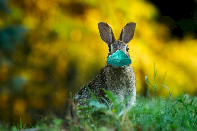 Safe Bunny Pussel online