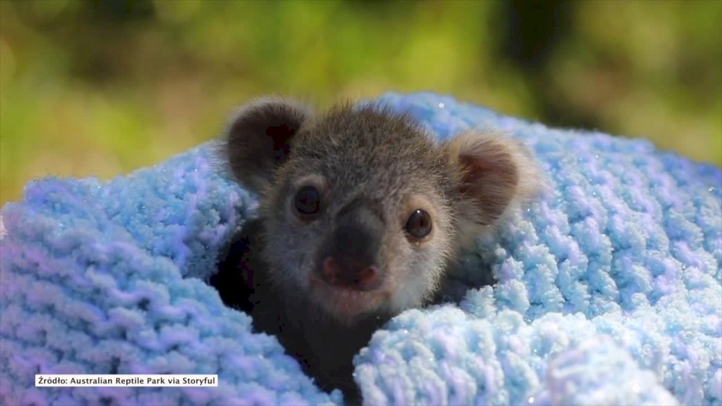 Pequeño koala rompecabezas en línea