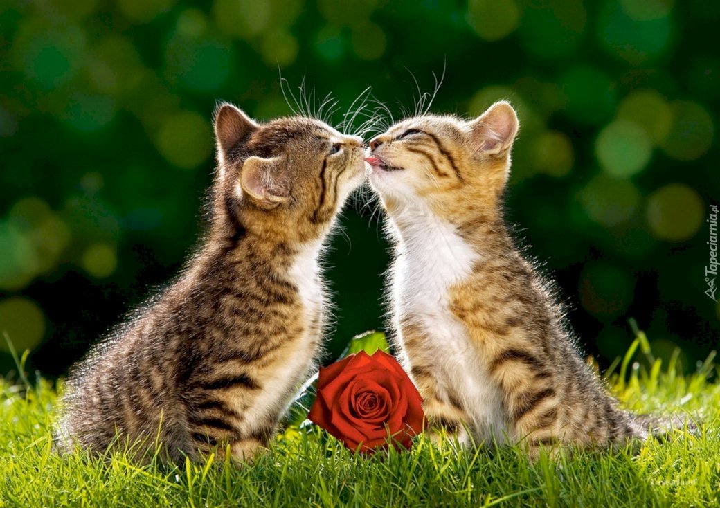 целовать кошек онлайн-пазл