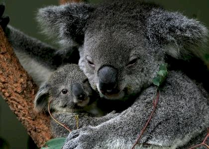 Koalas Koalas Online-Puzzle