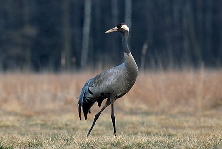 Crane in the meadow. online puzzle
