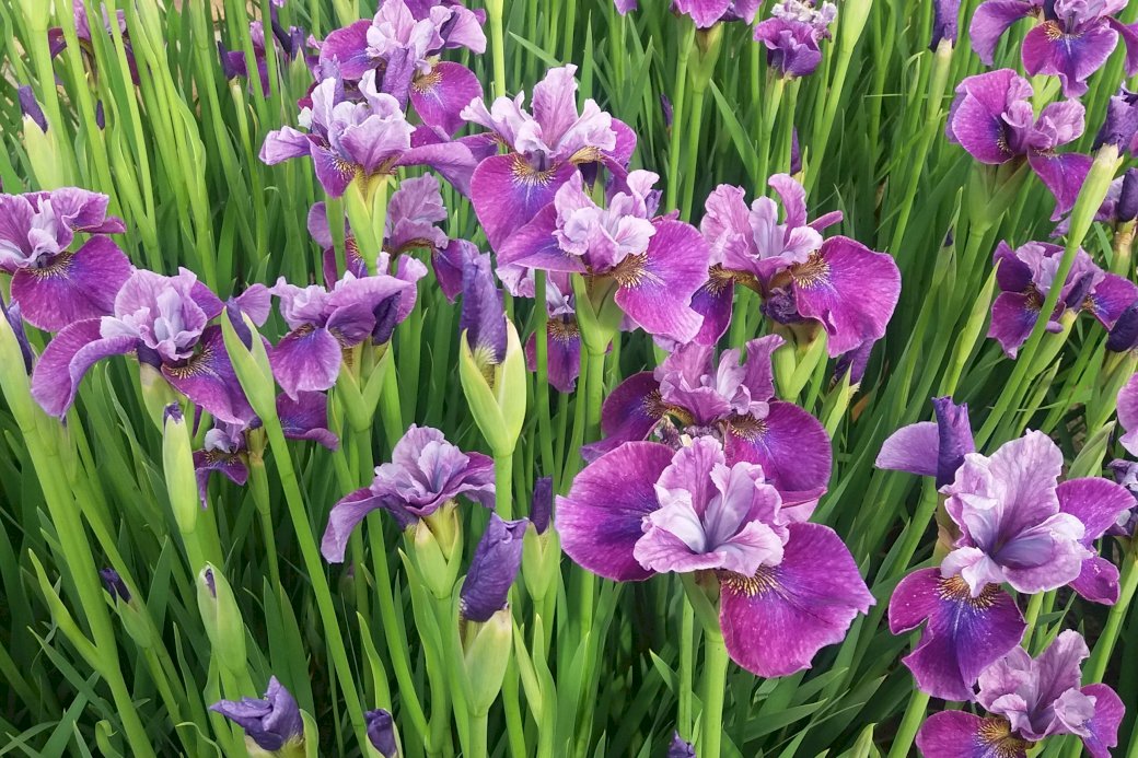 våren iris pussel på nätet