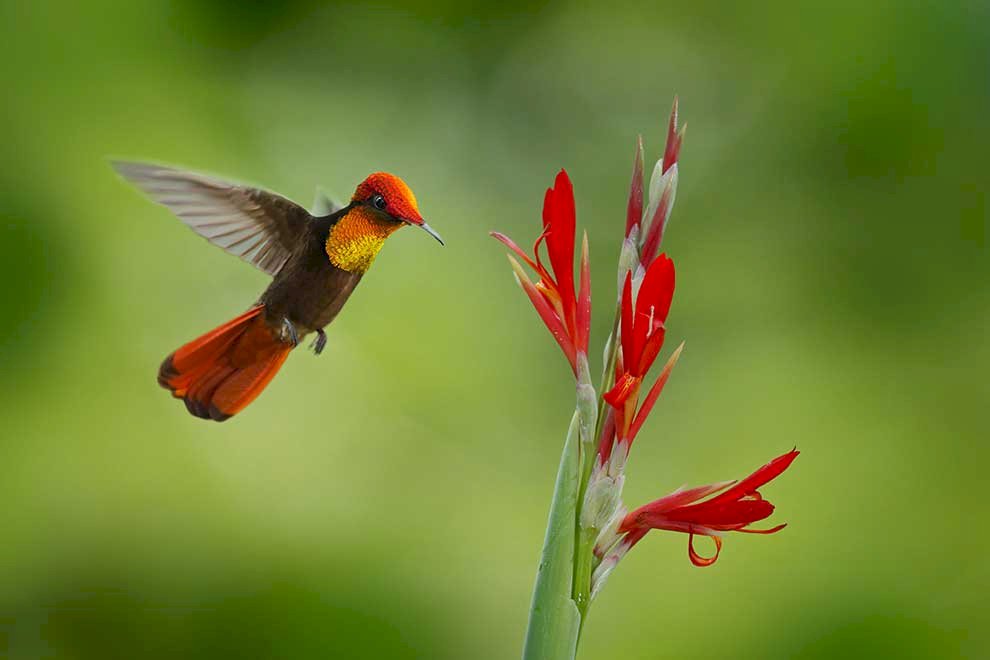 Myggnät, rubin kolibri Pussel online