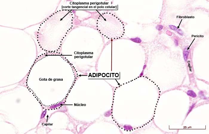 Adipocytes online puzzle