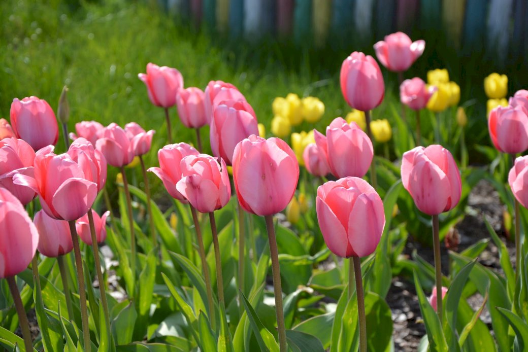 tulipán kirakós online