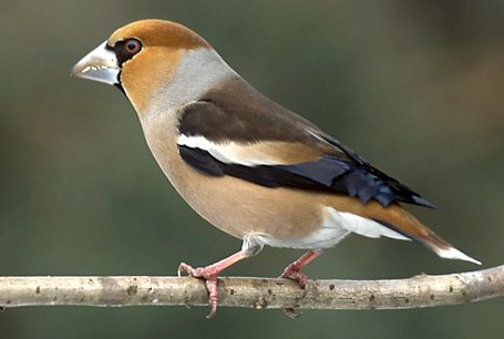 Hawfinch online puzzle