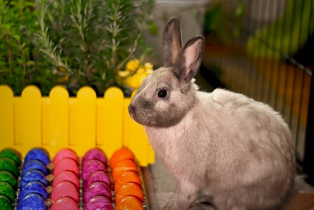 Co děláš králíka? online puzzle