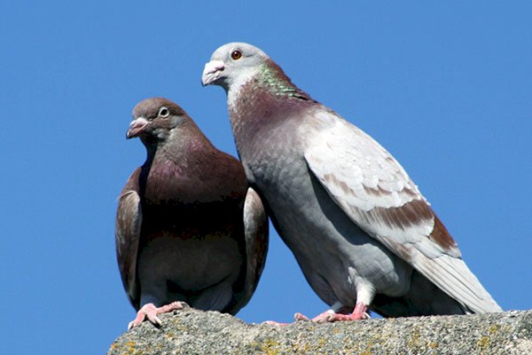 Pigeon biset, pigeon domestique, pigeon urbain puzzle en ligne