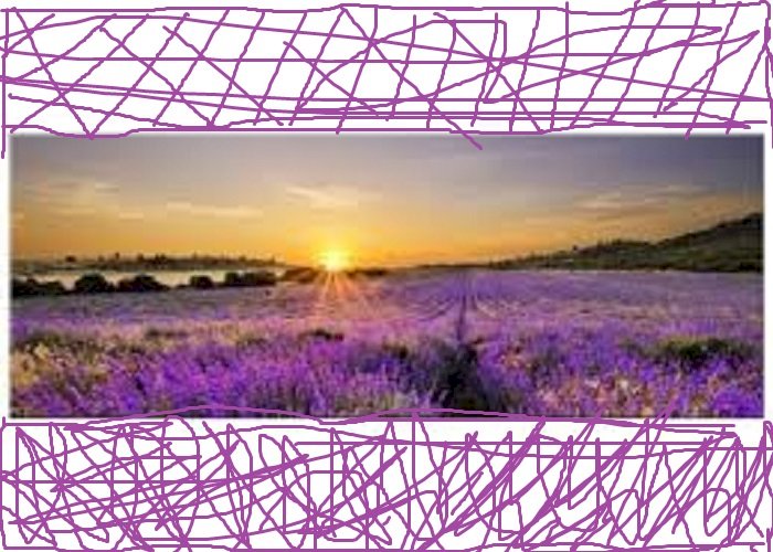 Lavendelfeld. Puzzlespiel online