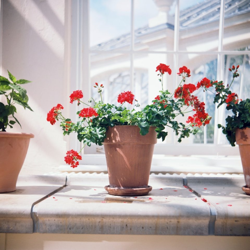 Rode geraniums legpuzzel online