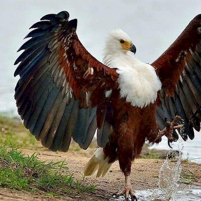 Bird. Eagle. online puzzel