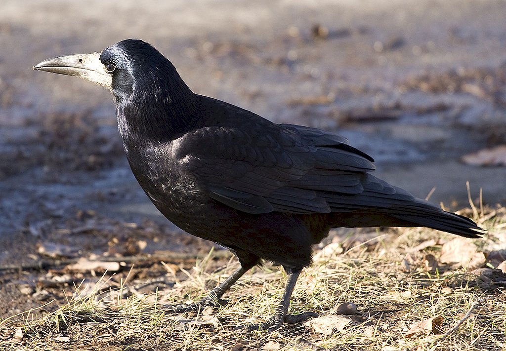 Rook (Corvus frugilegus) Pussel online