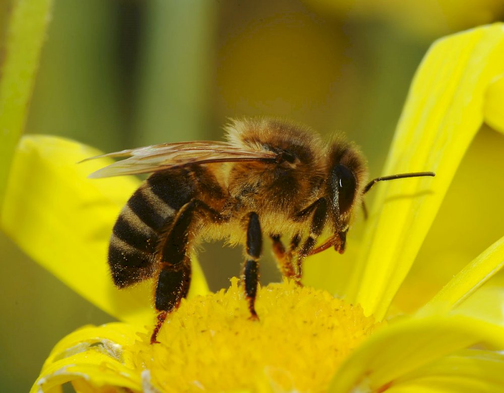 Бджола пазл онлайн