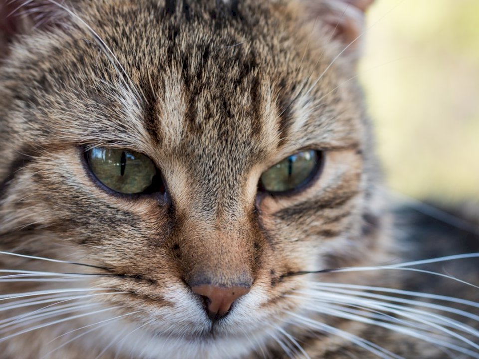 A macska, állatok kirakós online