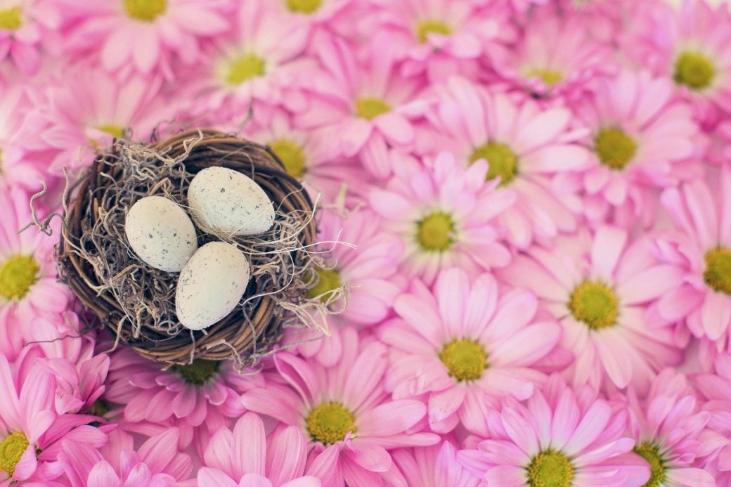 a spring nest online puzzle