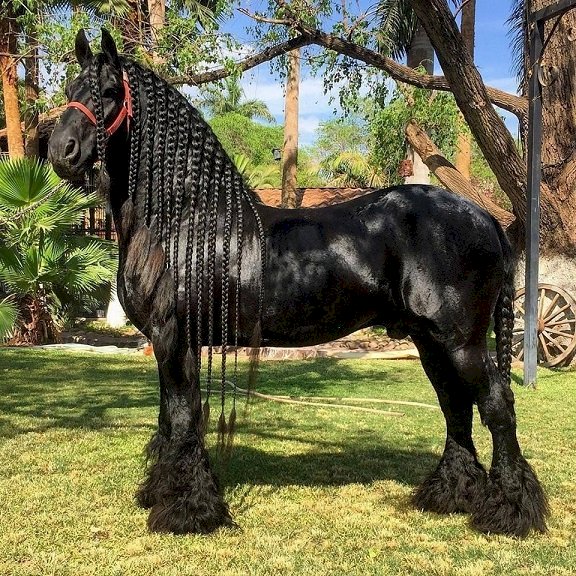Černý kůň skládačky online