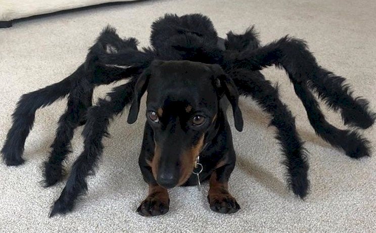 Spider dachshund παζλ online
