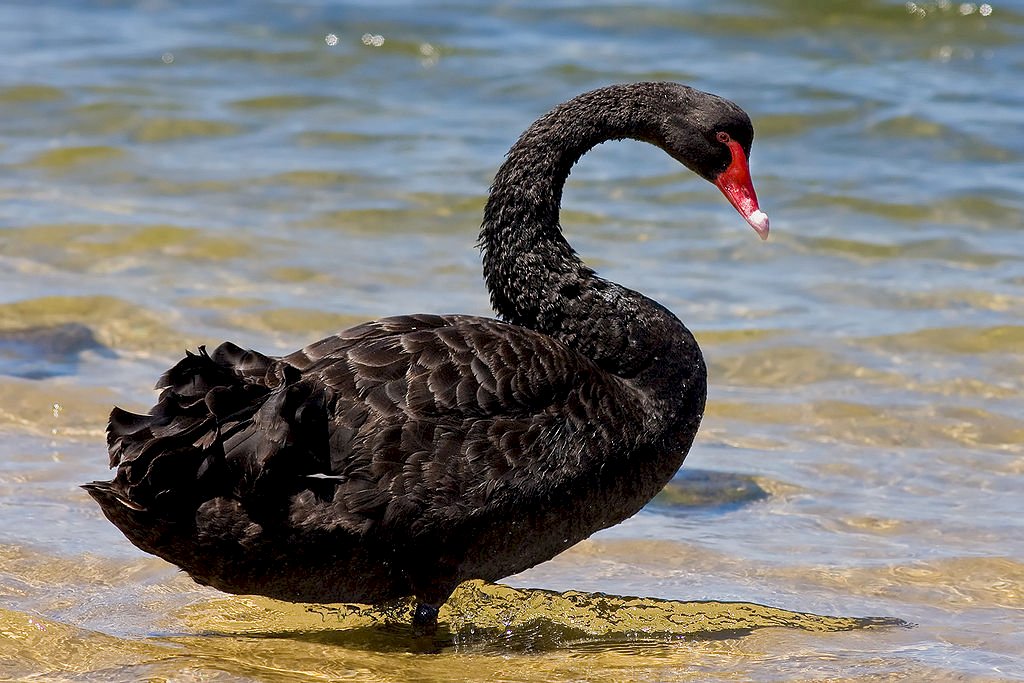 Cisne negro quebra-cabeças online