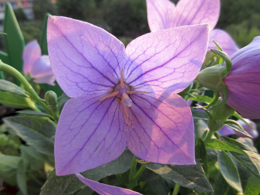 floare violet puzzle online