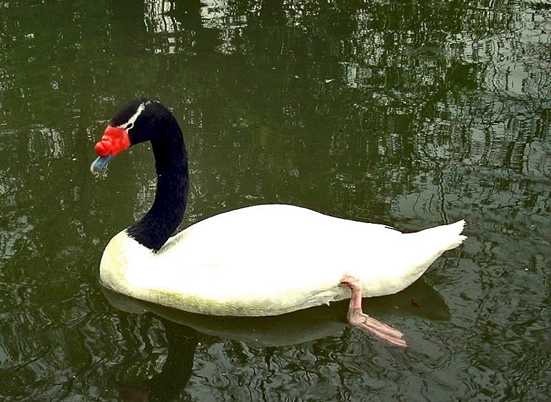 Black-necked swan online puzzle