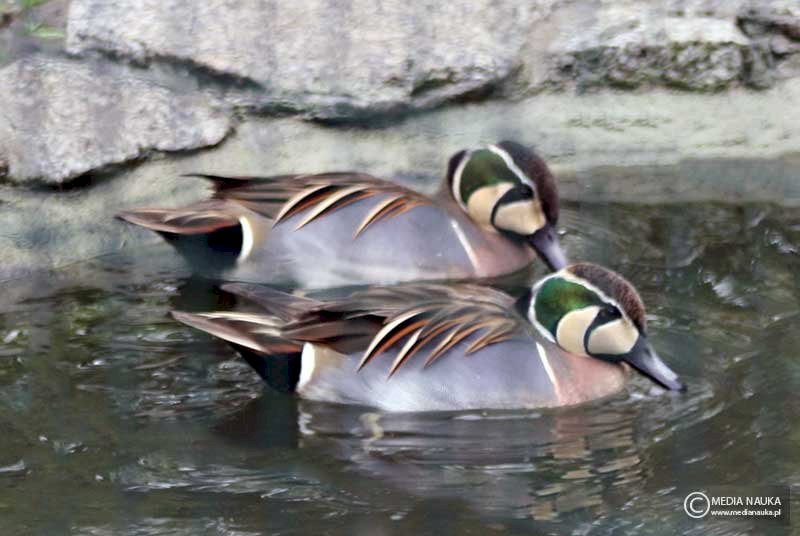 Baikal teal, quill jigsaw puzzle online