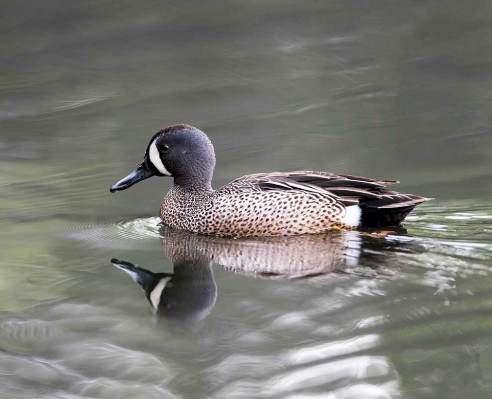 Blue-winged Garganey jigsaw puzzle online