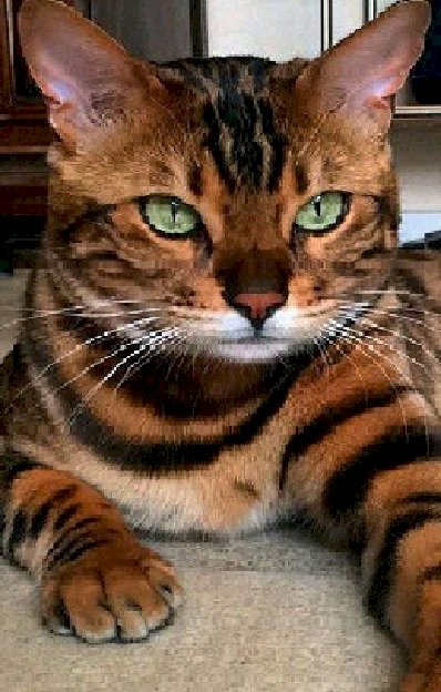 Χαριτωμένες γάτες, όμορφες γάτες online παζλ