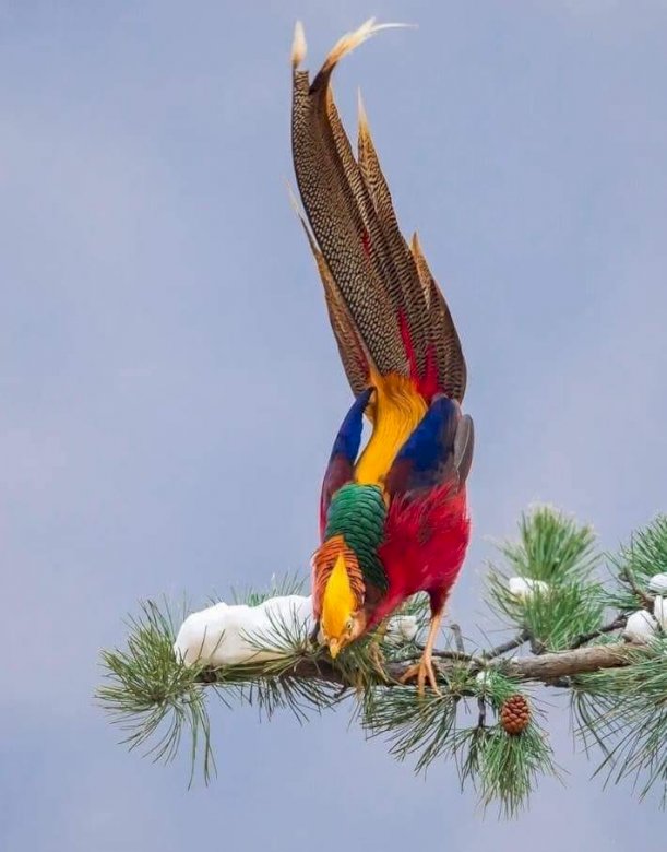 Kleurrijke vogel. online puzzel