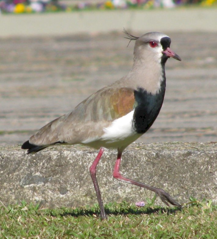 Cupping Lapwing puzzle online