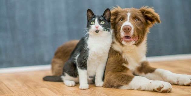 katten & honden legpuzzel online