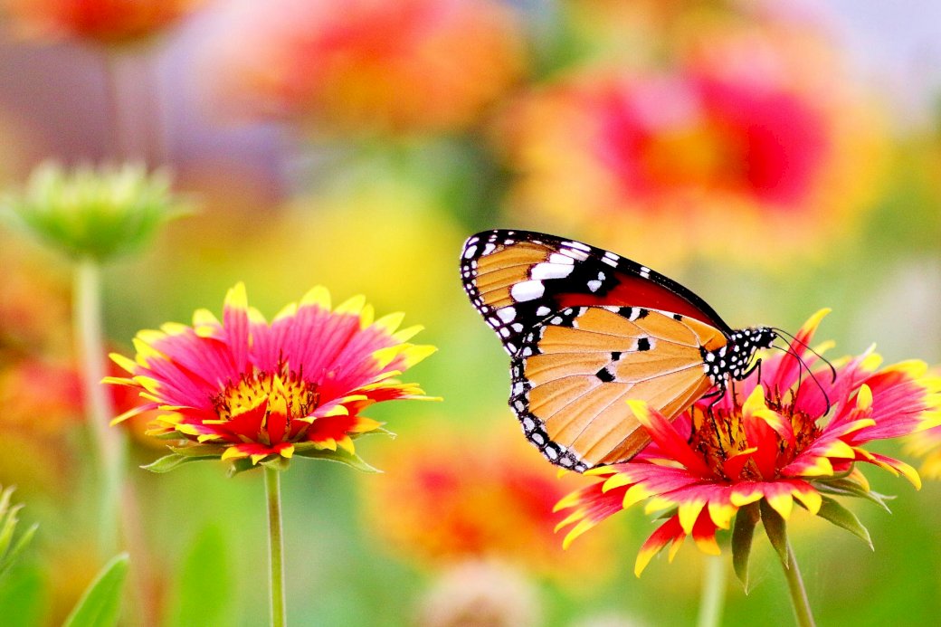 Papillon, fleurs puzzle en ligne