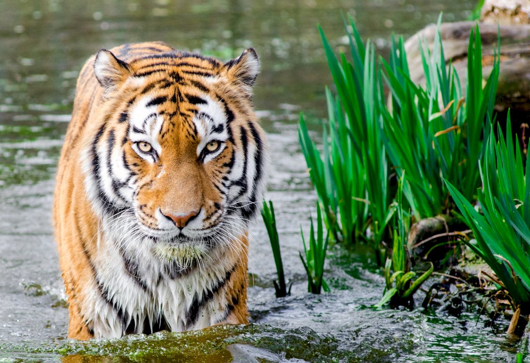 Tiger, vatten, gräs Pussel online