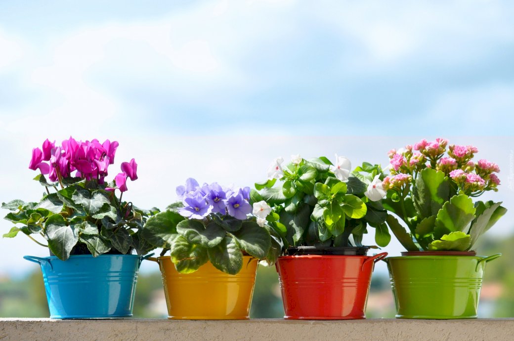 Fiori, vasi di fiori puzzle online