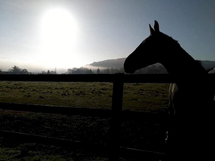 лошадь и солнце пазл онлайн