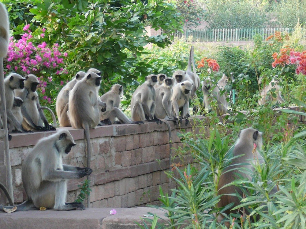macacos em Ranakpur, Índia puzzle online