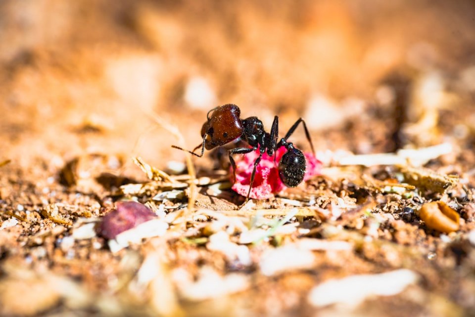 Lov mravenců s mým makrem skládačky online