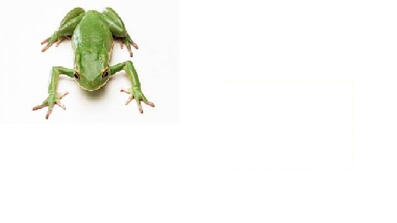 zelená žába skládačky online
